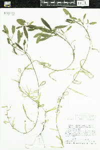 Potamogeton epihydrus image