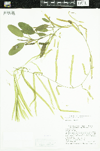 Potamogeton epihydrus image