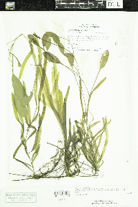 Potamogeton epihydrus image