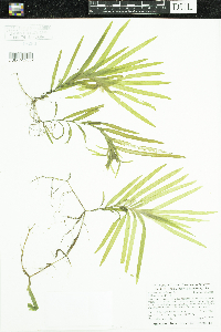 Potamogeton epihydrus image