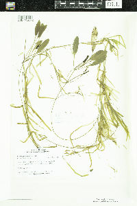 Potamogeton epihydrus image