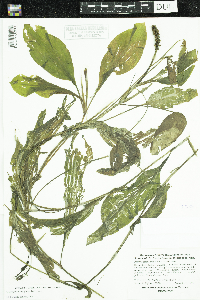 Potamogeton amplifolius image