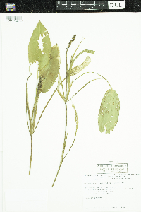 Potamogeton amplifolius image