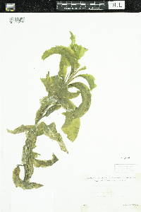 Potamogeton amplifolius image