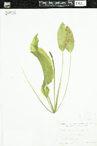 Potamogeton amplifolius image