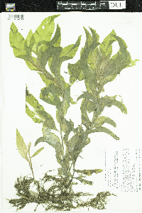 Potamogeton amplifolius image