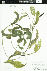 Potamogeton amplifolius image