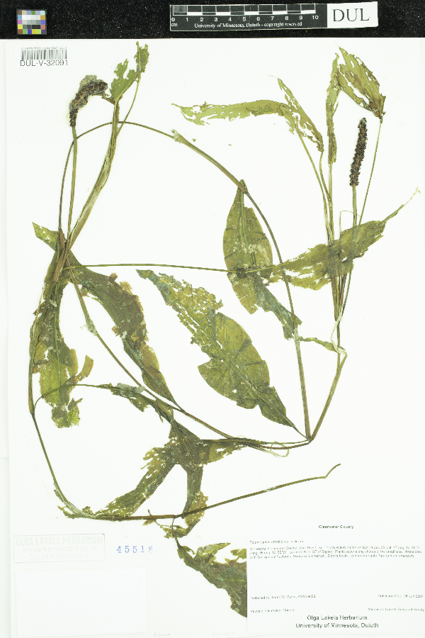 Potamogeton amplifolius image