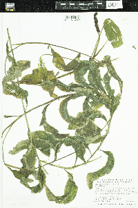 Potamogeton amplifolius image