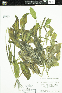 Potamogeton amplifolius image