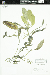 Potamogeton amplifolius image