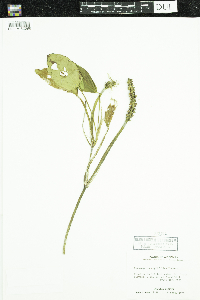 Potamogeton amplifolius image