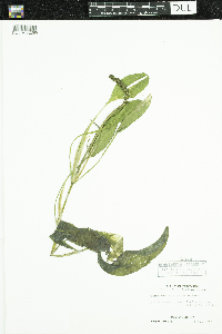 Potamogeton amplifolius image