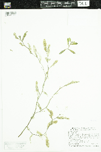 Potamogeton crispus image