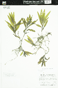 Potamogeton alpinus image