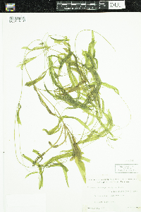 Potamogeton alpinus image