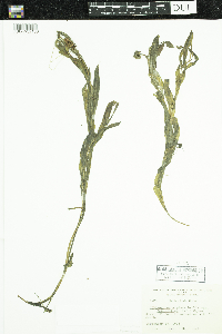 Potamogeton alpinus image