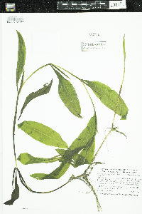 Potamogeton amplifolius image