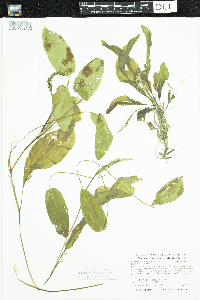 Potamogeton amplifolius image