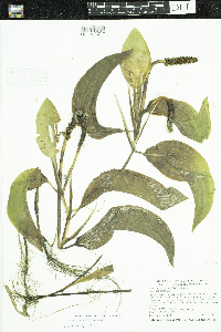 Potamogeton amplifolius image