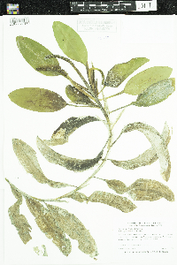 Potamogeton amplifolius image