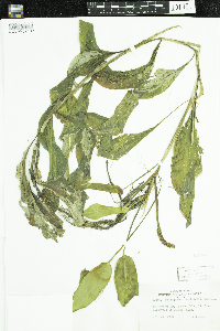 Potamogeton amplifolius image