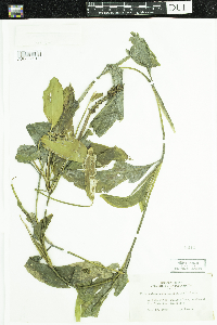 Potamogeton amplifolius image