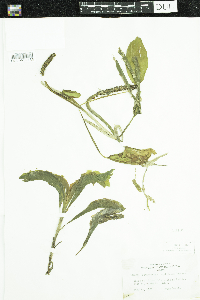 Potamogeton amplifolius image