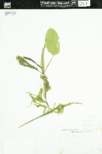 Potamogeton amplifolius image