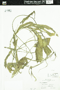 Potamogeton amplifolius image