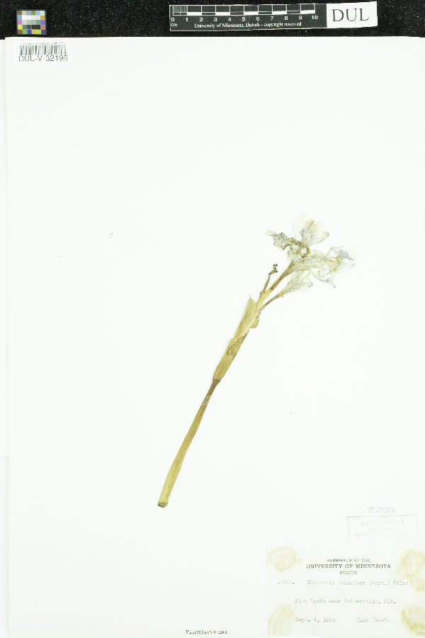 Eichhornia crassipes image