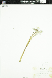 Image of Eichhornia crassipes