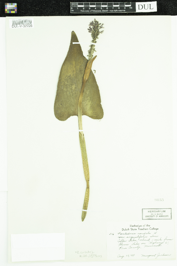 Pontederiaceae image