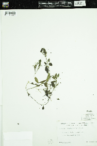 Potamogeton spirillus image