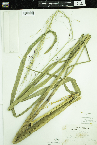 Zizania palustris var. interior image
