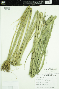 Zizania palustris var. palustris image