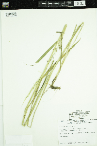 Zizania palustris var. palustris image