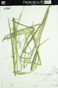 Zizania palustris var. palustris image