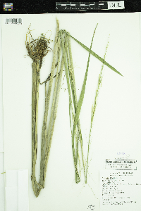 Zizania palustris var. palustris image