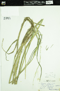 Zizania palustris var. palustris image