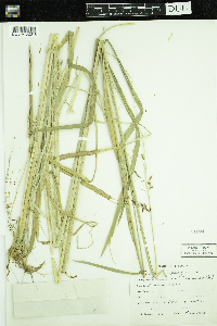 Zizania palustris image