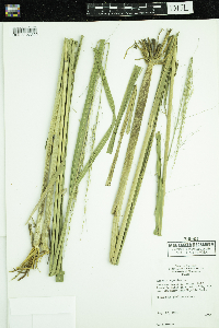 Zizania palustris var. palustris image