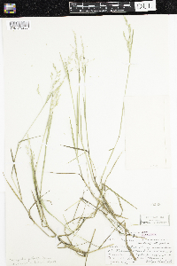 Torreyochloa pallida var. fernaldii image