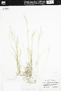 Torreyochloa pallida var. fernaldii image