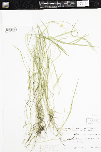 Torreyochloa pallida var. fernaldii image