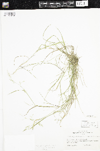 Torreyochloa pallida var. fernaldii image