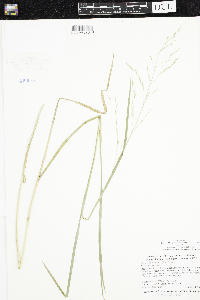 Torreyochloa pallida var. fernaldii image