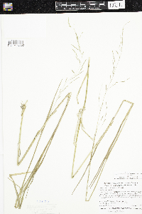 Torreyochloa pallida var. fernaldii image