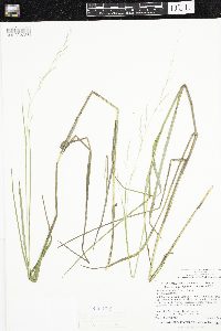 Torreyochloa pallida var. fernaldii image