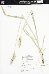 Triticum aestivum image